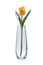 One yellow tulip in a glass vase on white background. Royalty Free Stock Photo